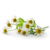 EQUIHERBS - RUMIANEK KWIAT 1kg