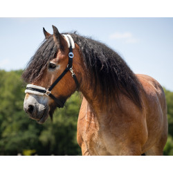 Kantar z futerkiem QHP Cali czarny draft horse/zimnokrwiste XXFULL