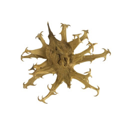 Equiherbs Czarci Pazur 500G