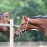 Kantar źrebięcy Kavalkade "Foal" jasno-niebiesko/granatowo/biały