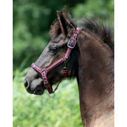 Kantar źrebięcy QHP "Lily" bordo Foal Full