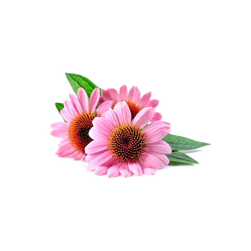 EQUIHERBS JEŻÓWKA - ECHINACEA 2,5KG