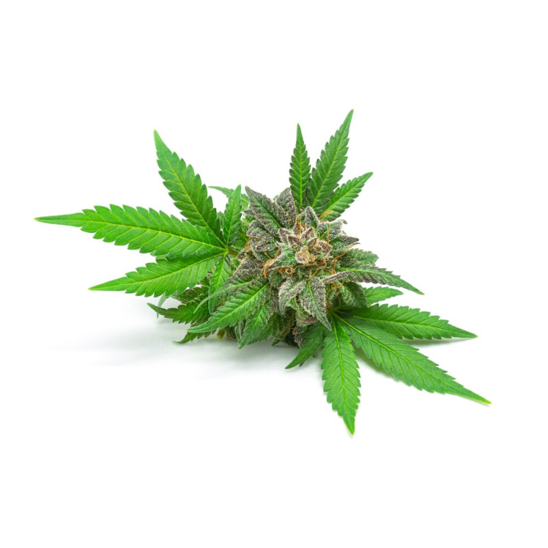 Equiherbs Konopia ziarno 1kg