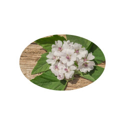 Equiherbs Prawoślaz ziele 500g