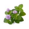 EQUIHERBS - MELISA 1kg