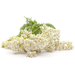 EQUIHERBS - Krwawnik pospolity 500g