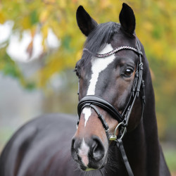 Naczółek Kavalkade "Sparkle" czarno/różowy SHETTY