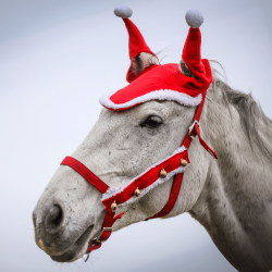 Dzwonki do kantara York świąteczne