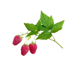 EQUIHERBS - Malina liść 1kg