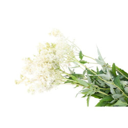 EQUIHERBS - Wiązówka błotna 1kg