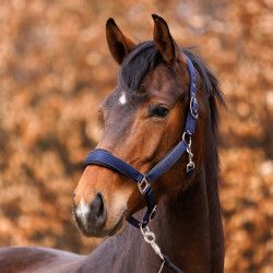Kantar Kavalkade "Graceful" granat