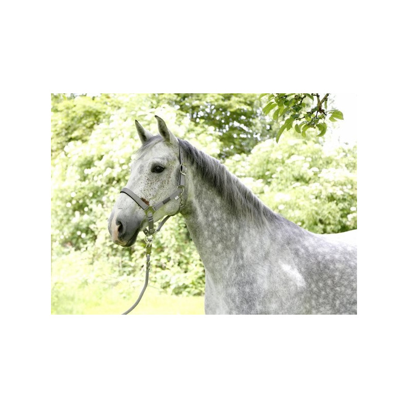 Kantar Covalliero Collection szary PONY